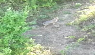 Dron sayesinde koyunlar kurtuldu…