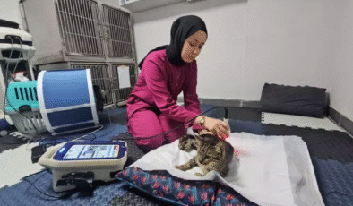 Darbe alıp felç kalan kedi yürümeye başladı…