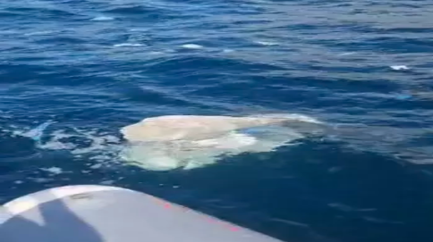 Denizdeki kirlilik için inceleme başlatıldı…