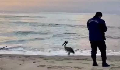 Yolunu şaşırıp sahile indi… İlk defa görüldü…