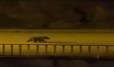 Yavru bozayı caddelerde dolaştı