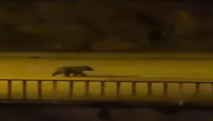 Yavru bozayı caddelerde dolaştı