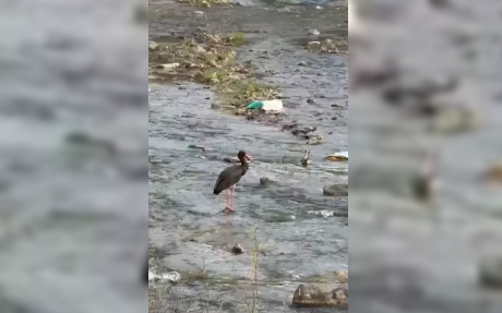 Karabük’te kara leylek görüldü…